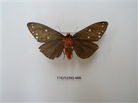 藏品(烏麗燈蛾)的圖片